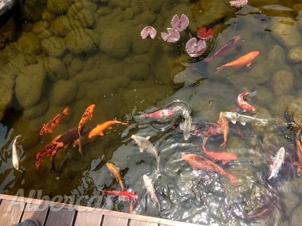 PECES EN ESTANQUE RESIDENCIAL