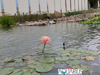 LAGO ARTIFICIAL